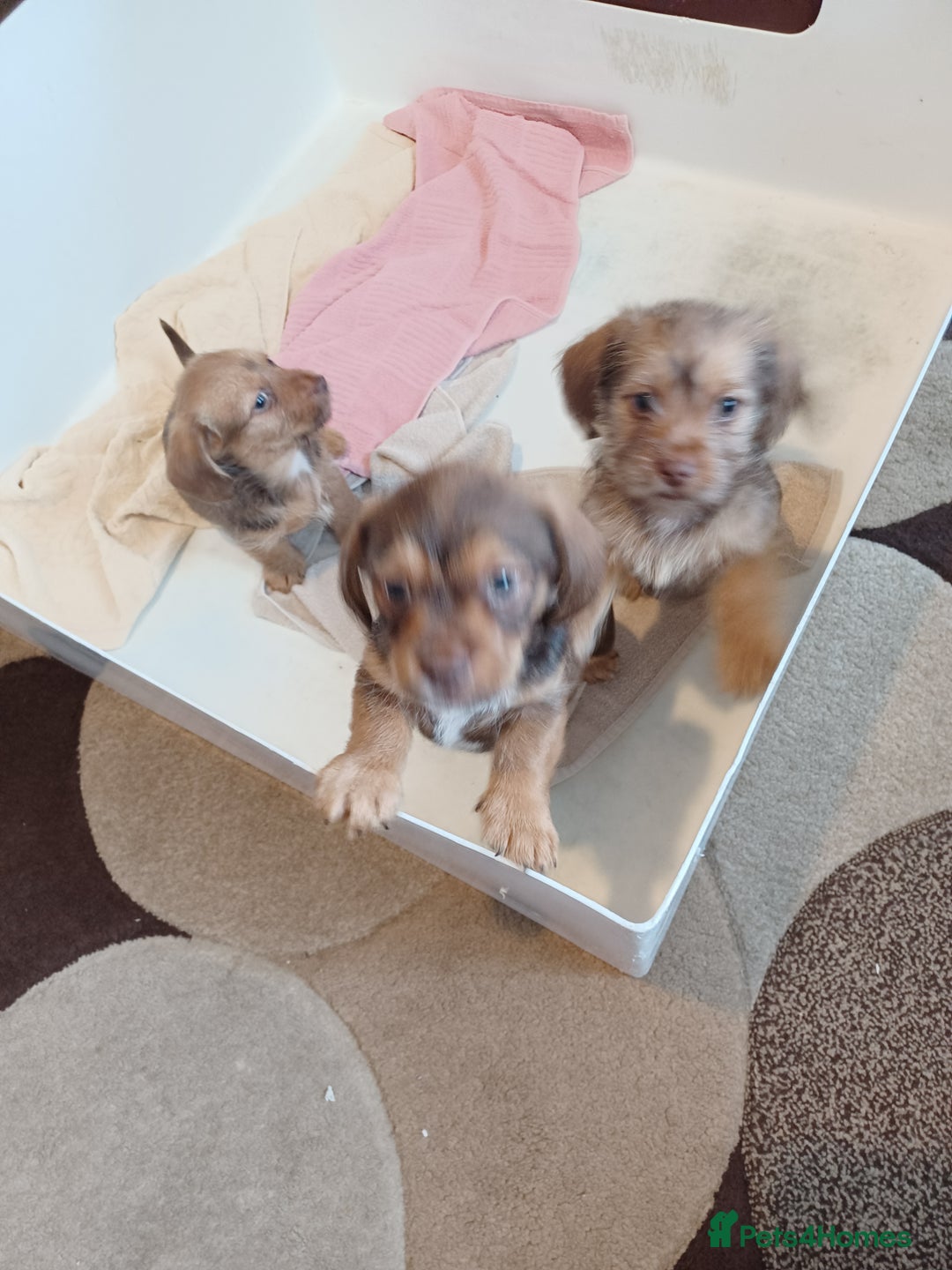 Mixed Breed dogs for sale: Schweenie - Shih Tzu  x Dachshund  - Image 3