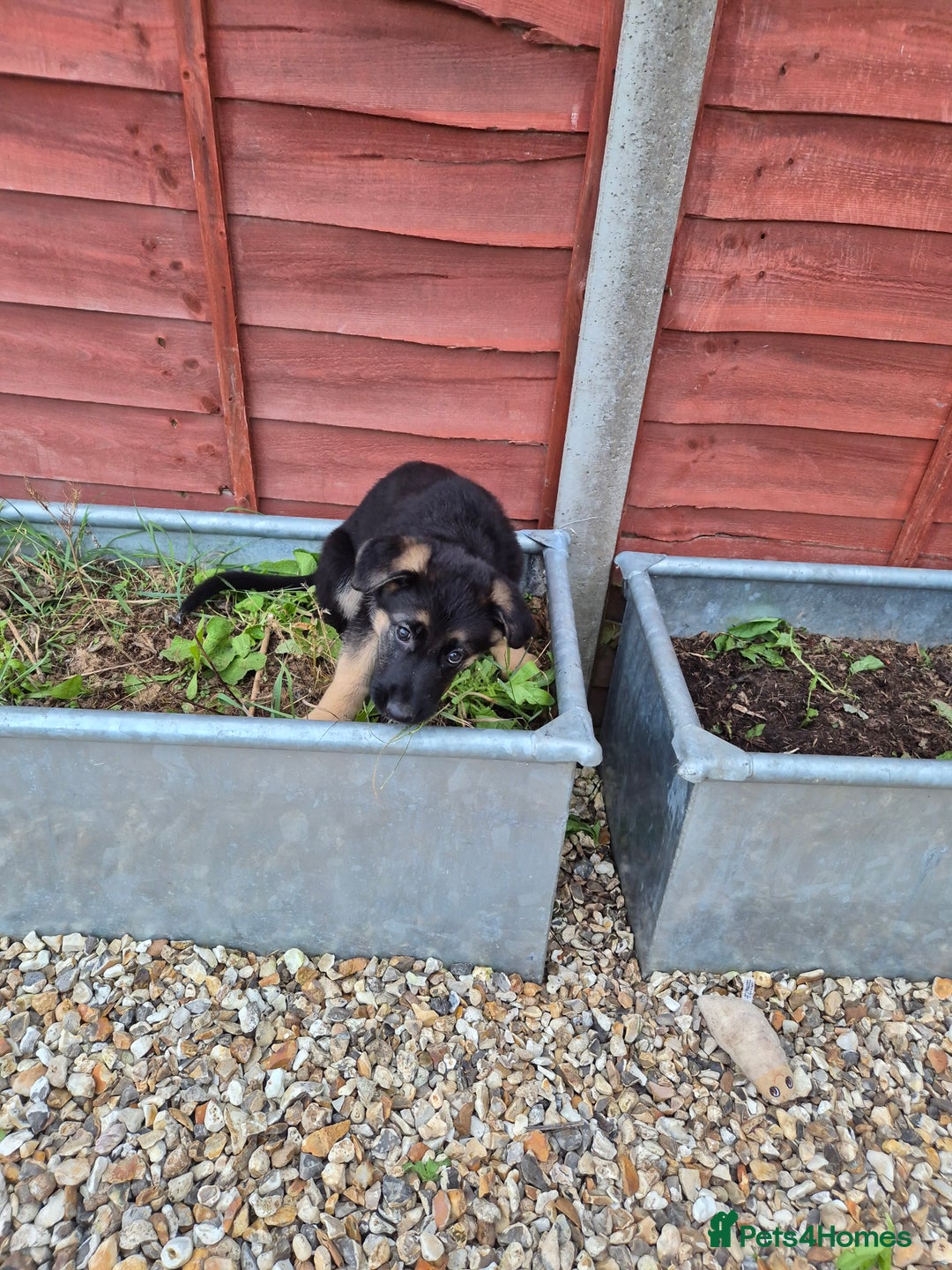German Shepherd dogs for sale: Last German Shepherd girl remaining  - Image 29