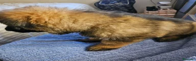 German Shepherd 2