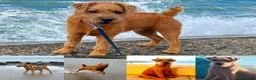 Lakeland Terrier dogs for sale: Lakeland terriers - Advert 16