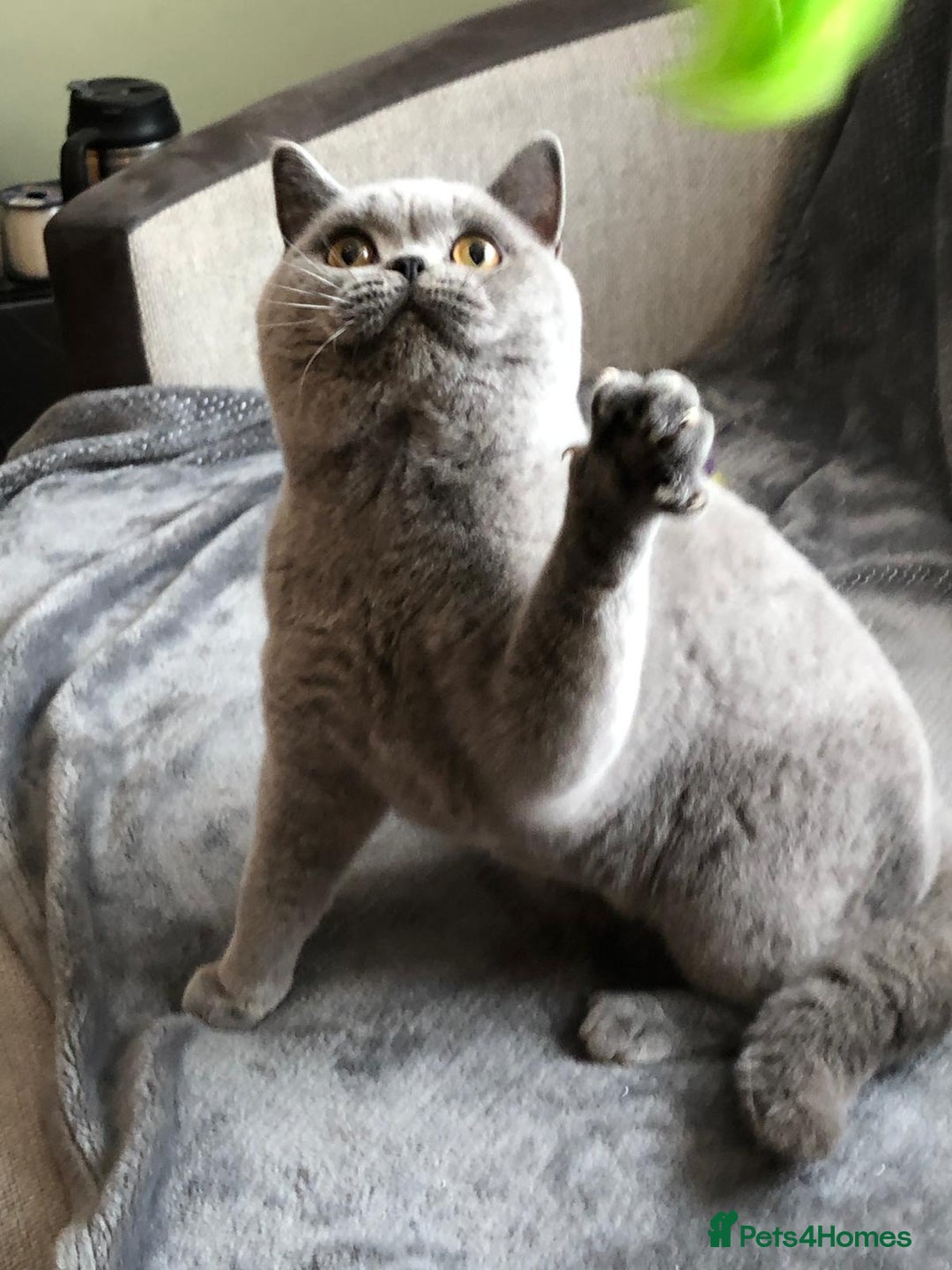 British Shorthair cats for sale: Chunky GCCF Reg  Blue British Shorthair Kittens  - Image 6