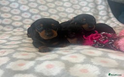 Dachshund dogs for sale: Standard smooth dachshunds from champion parents - Image 4