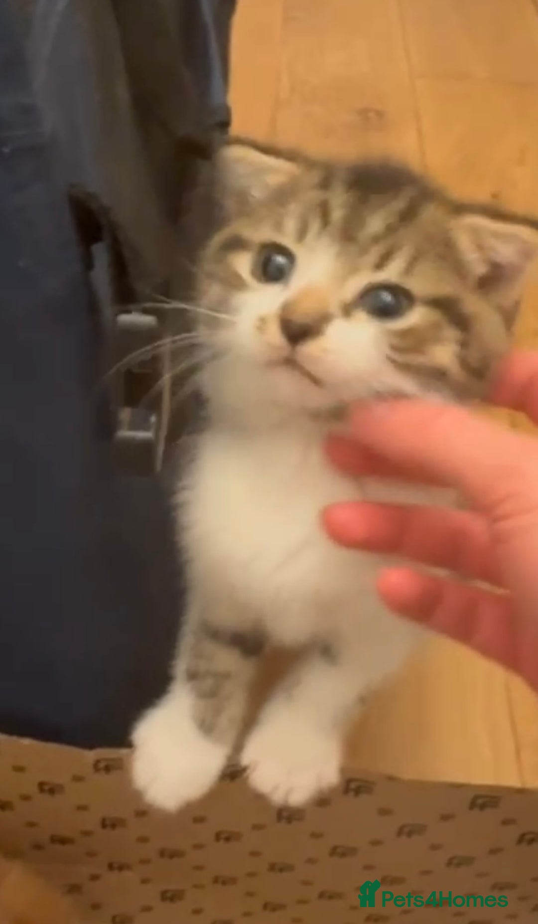 Mixed Breed cats for adoption: 2 gorgeous kittens looking for a forever home - Advert 3