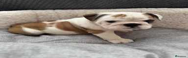English Bulldog Puppy 2