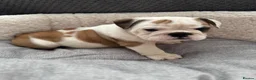 English Bulldog dogs for sale: KC REG Red/White English Bulldogs READY NOW!! - Advert 22