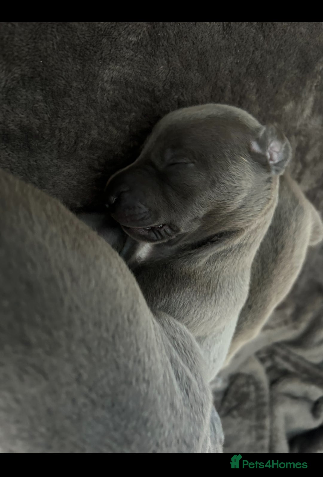 Whippet dogs for sale: Kennel club blue Whippet puppies Champion lines - Advert 5