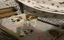 Jack Russell dogs for sale: Beautiful jack Russell terrier puppies  - Image 1