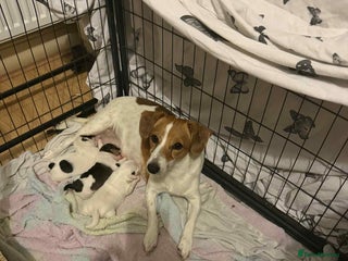 Jack Russell dogs - Advert 10