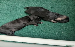 Miniature Schnauzer dogs for sale: Beautiful miniature shnauzers  - Image 7