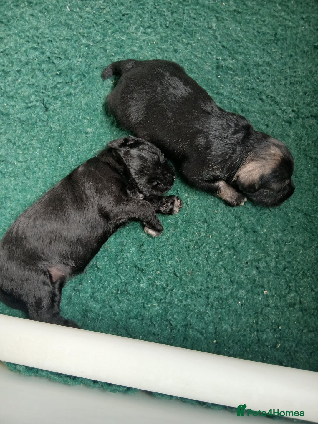 Miniature Schnauzer dogs for sale: Beautiful miniature shnauzers  - Image 7