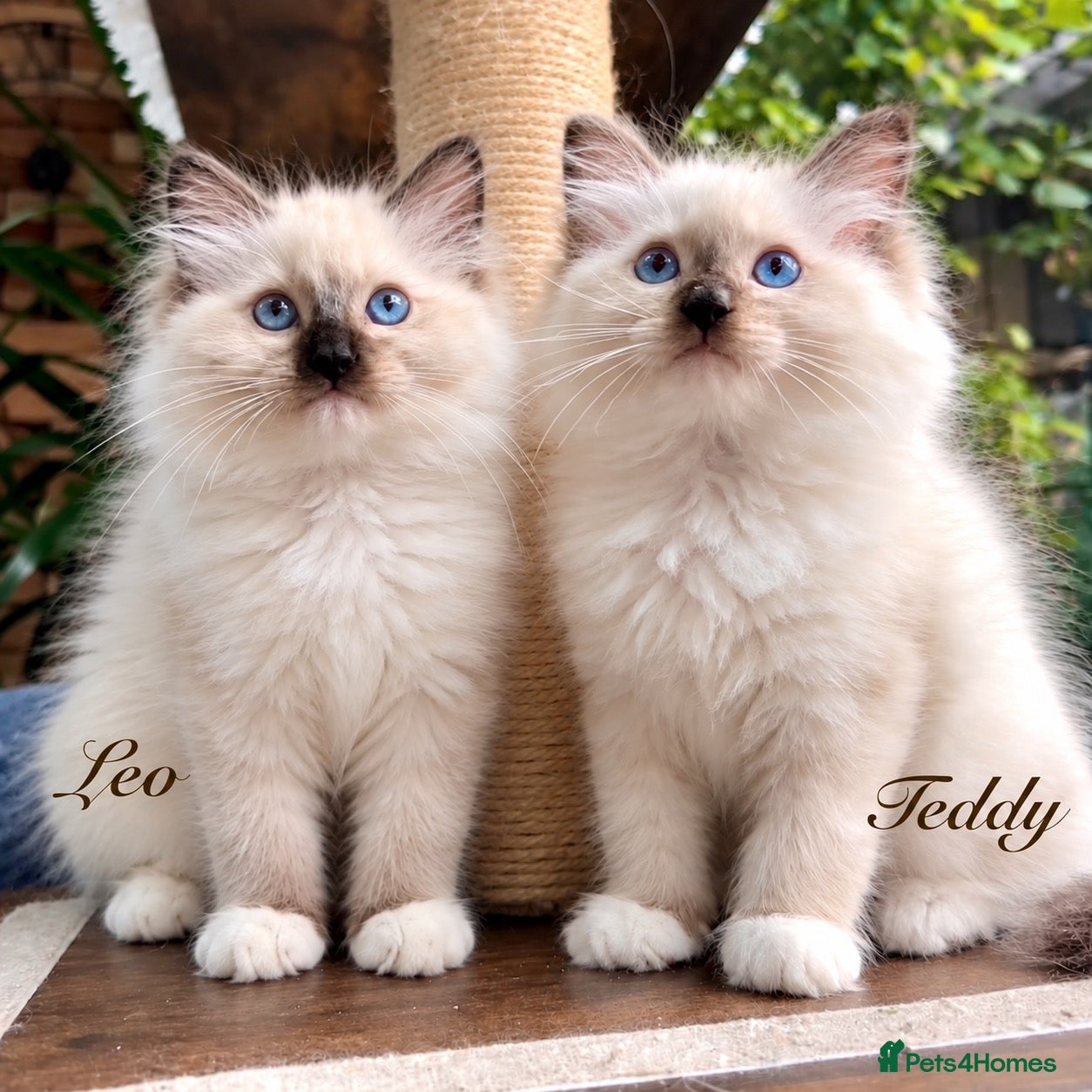 Ragdoll cats 🏆ONLY 2 BOYS LEFT- Imperial Grand Champion Dad - Advert 1