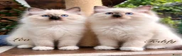 Ragdoll cats for sale: 🏆Imperial Grand Champion Sons! - Advert 1