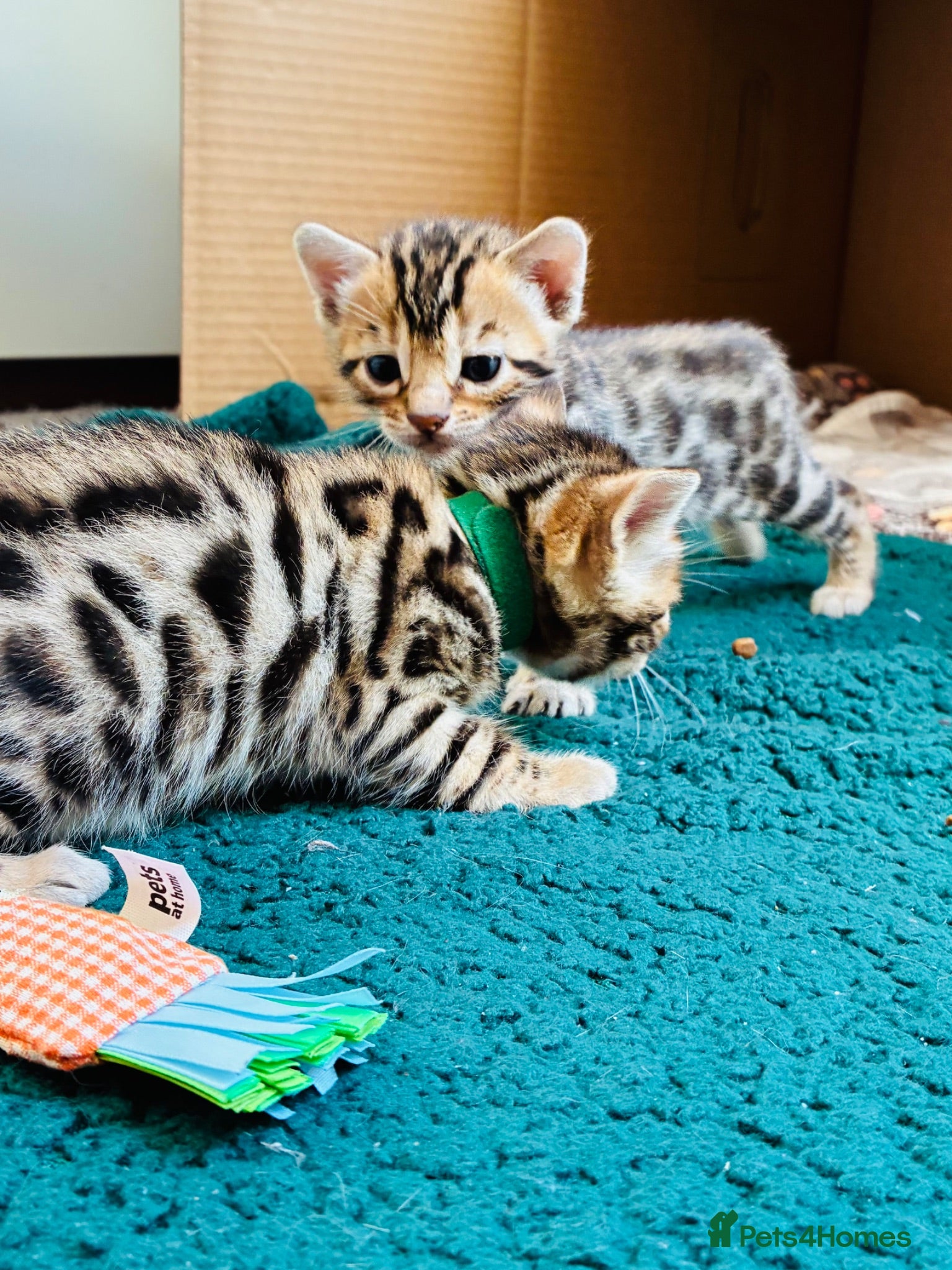 Bengal cats Amazing Bengal Kittens for sale  - Advert 2