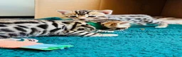 Bengal cats for sale: Amazing Bengal Kittens for sale  - Advert 30