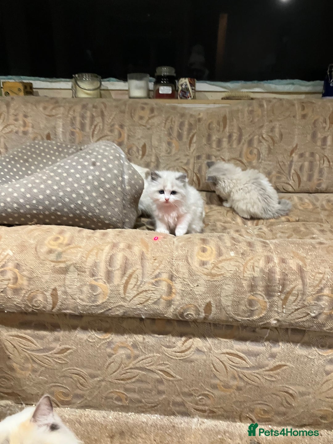 Ragdoll cats for sale: Stunning pure Ragdolls  - Advert 13