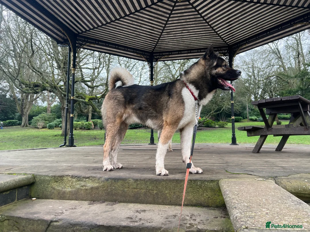 Akita dogs for stud: ***Chico’s finding LOVE… Proven Stud*** - Advert 6