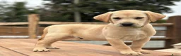 Labrador Retriever dogs for sale: KC REGISTERED LABRADOR PUPPIES - Advert 9