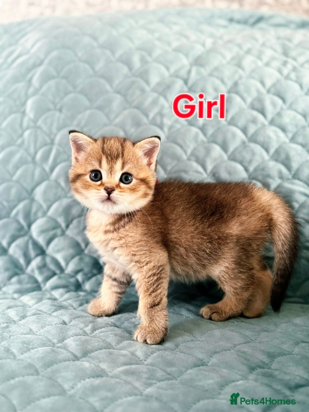 Scottish Fold cats 3 gorgeous Scottish fold kittens left♡left - Advert 2