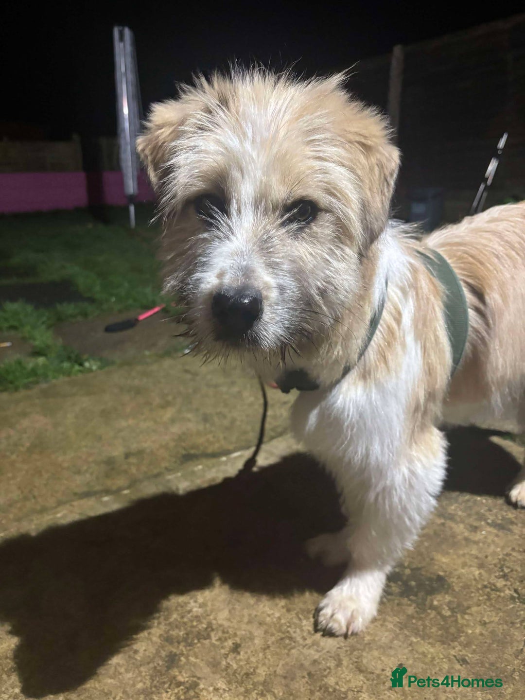 Mixed Breed dogs for adoption: Boo for adoption - Advert 6