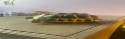 Tortoise reptiles for sale: greek tortoise with house + accessories - Advert 3