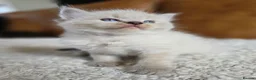 Ragdoll cats for sale: Beautiful Ragdoll Kittens - Advert 13