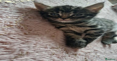 Mixed Breed cats - Advert 11