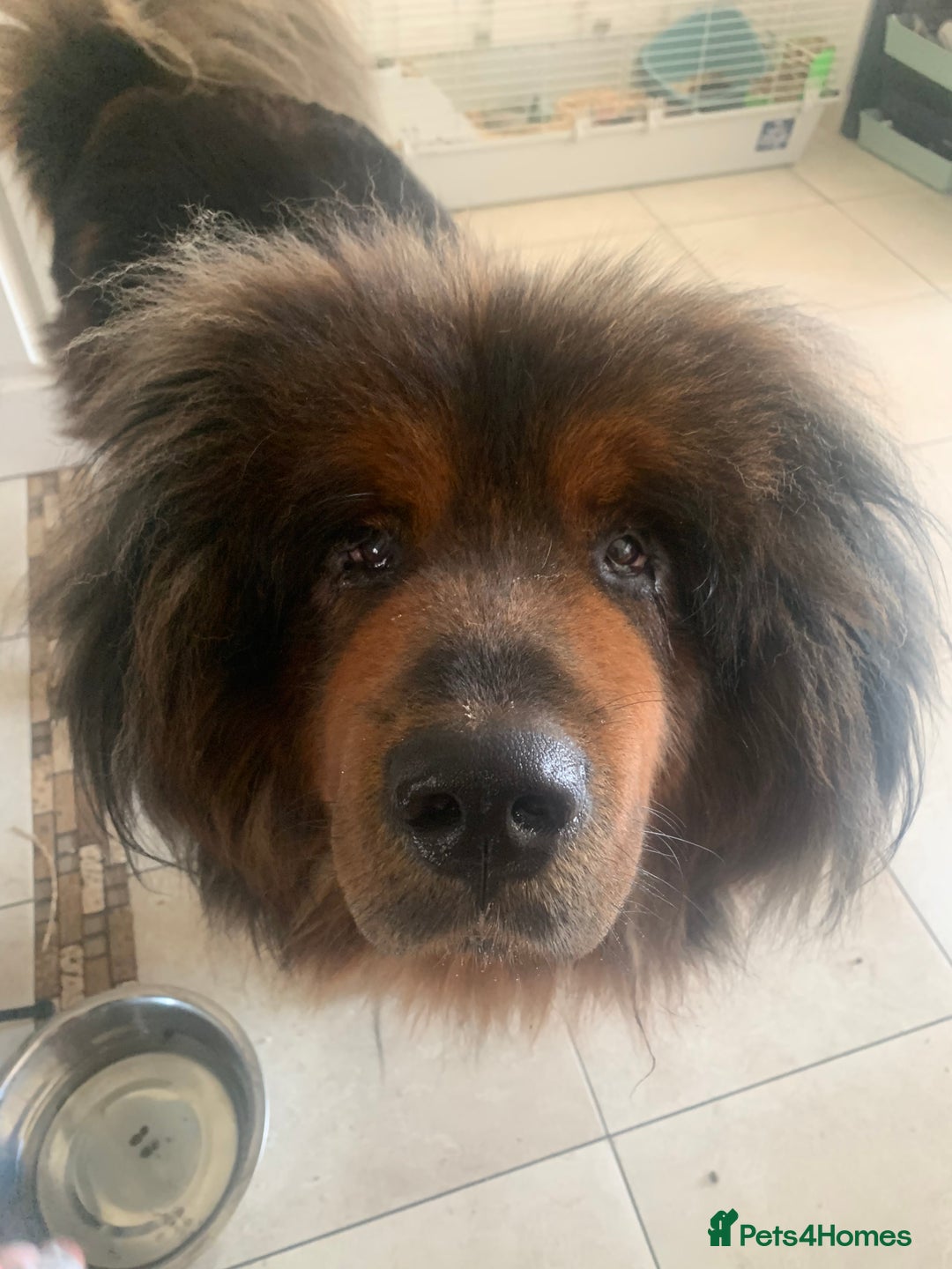 Tibetan Mastiff dogs for sale: 2 Wonderful Tibetan Mastiffs for rehoming - Image 6