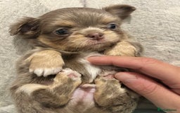 Chihuahua dogs for sale: KC LONG COAT CHIHUAHUA’S - Image 5