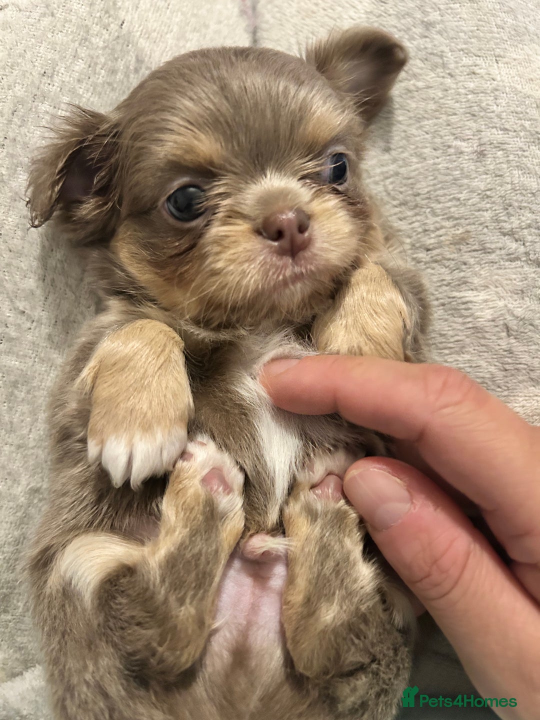 Chihuahua dogs for sale: KC LONG COAT CHIHUAHUA’S - Image 5