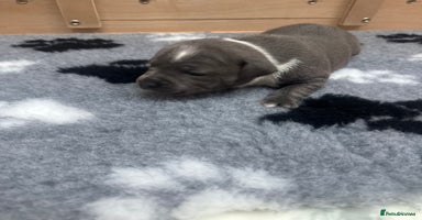 Staffordshire Bull Terrier dogs - Advert 3