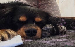 Cavapoo dogs for sale: 🐾 Gorgeous Health Tested F1 Cavapoo Puppies 🐶🐾 - Image 22