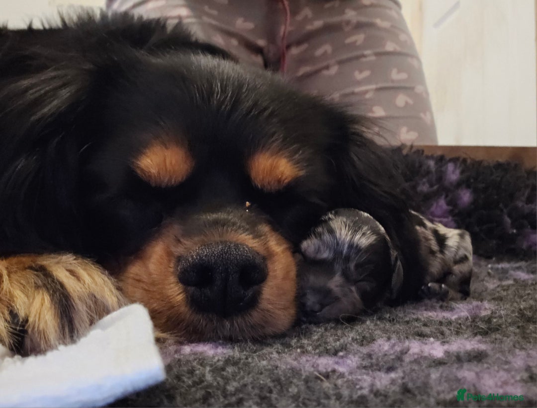 Cavapoo dogs for sale: 🐾 Gorgeous Health Tested F1 Cavapoo Puppies 🐶🐾 - Image 22