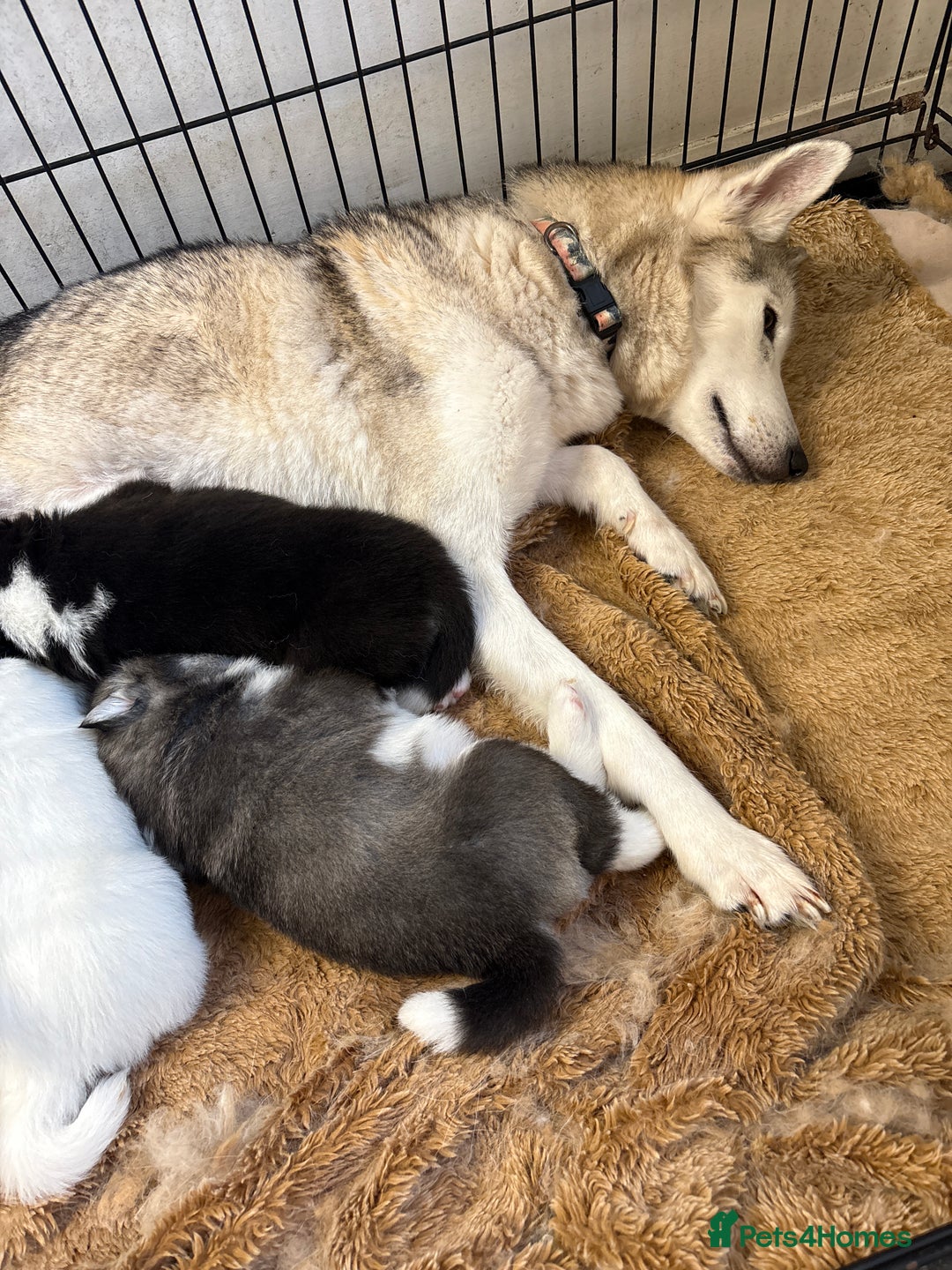 Mixed Breed dogs for sale: Samsky puppies - Advert 4