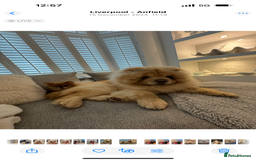 Chow Chow dogs for sale: Chow chow  - Image 4