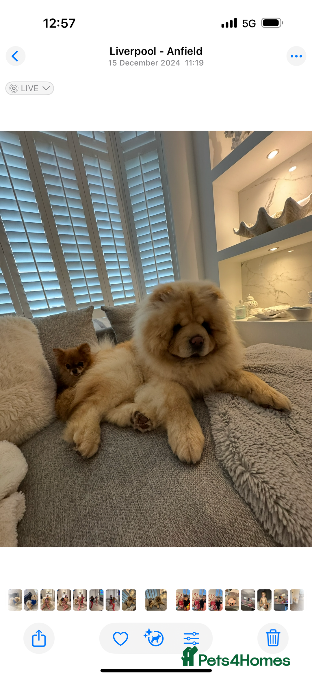 Chow Chow dogs for sale: Chow chow  - Image 4