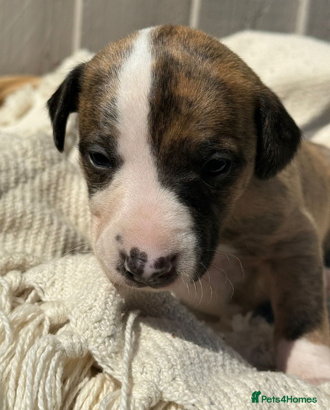 Whippet dogs for sale: Kennel club 6m old female whippet,HALO - Advert 12