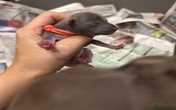 Italian Greyhound dogs for sale: Male Italian greyhound puppies  - Image 6