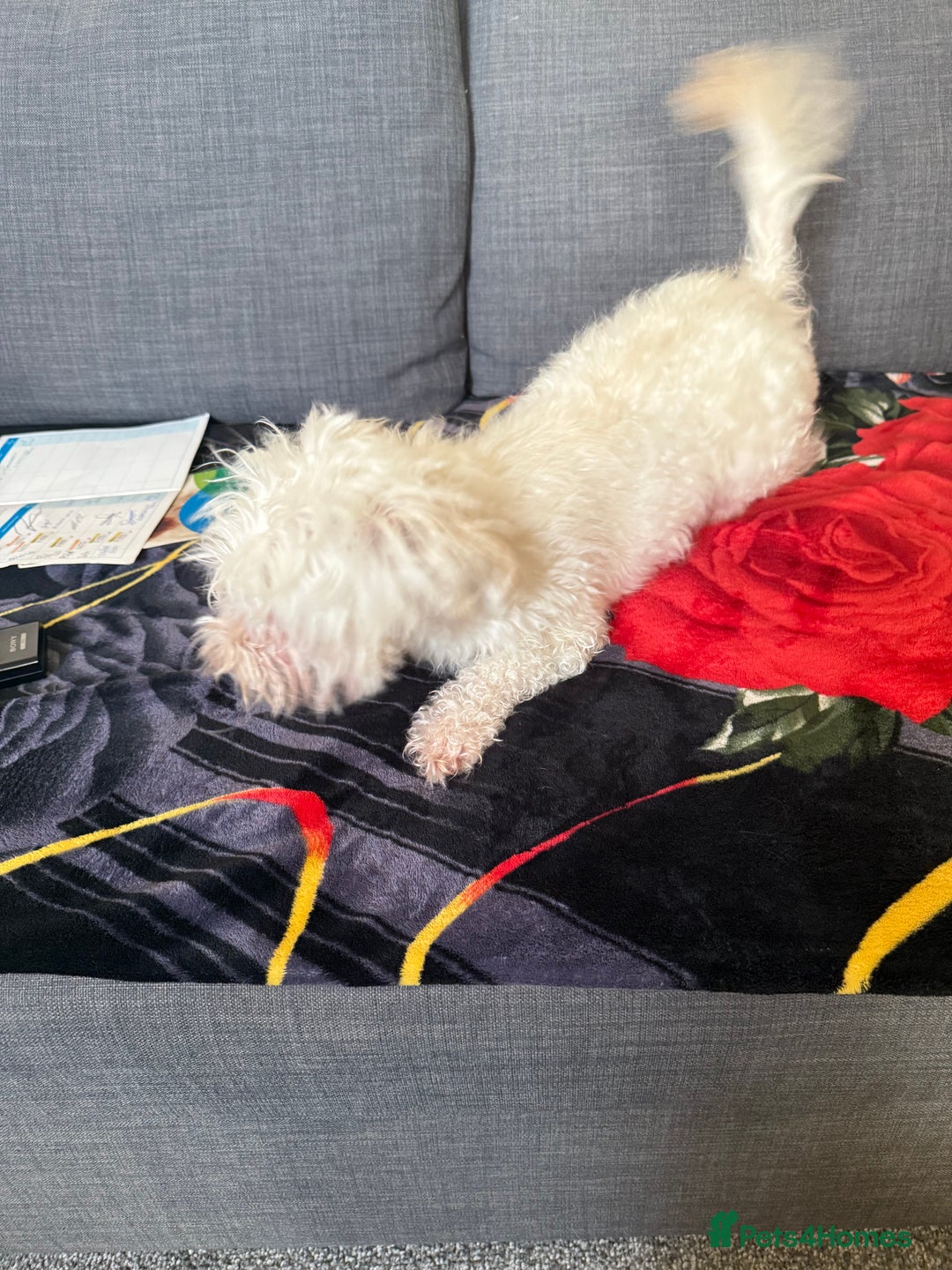 Bichon Frise dogs for sale: Bella  - Advert 5