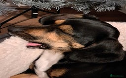 Mixed Breed dogs for sale: Cocker x Patterdale  - Image 1