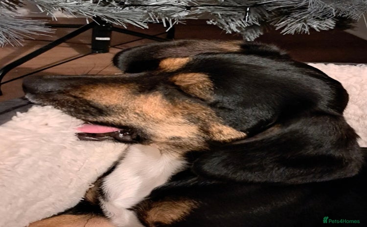Mixed Breed dogs - Advert 13