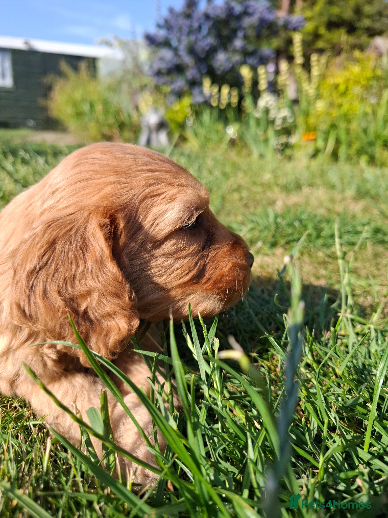 Cockapoo dogs cockapoo  - Advert 15