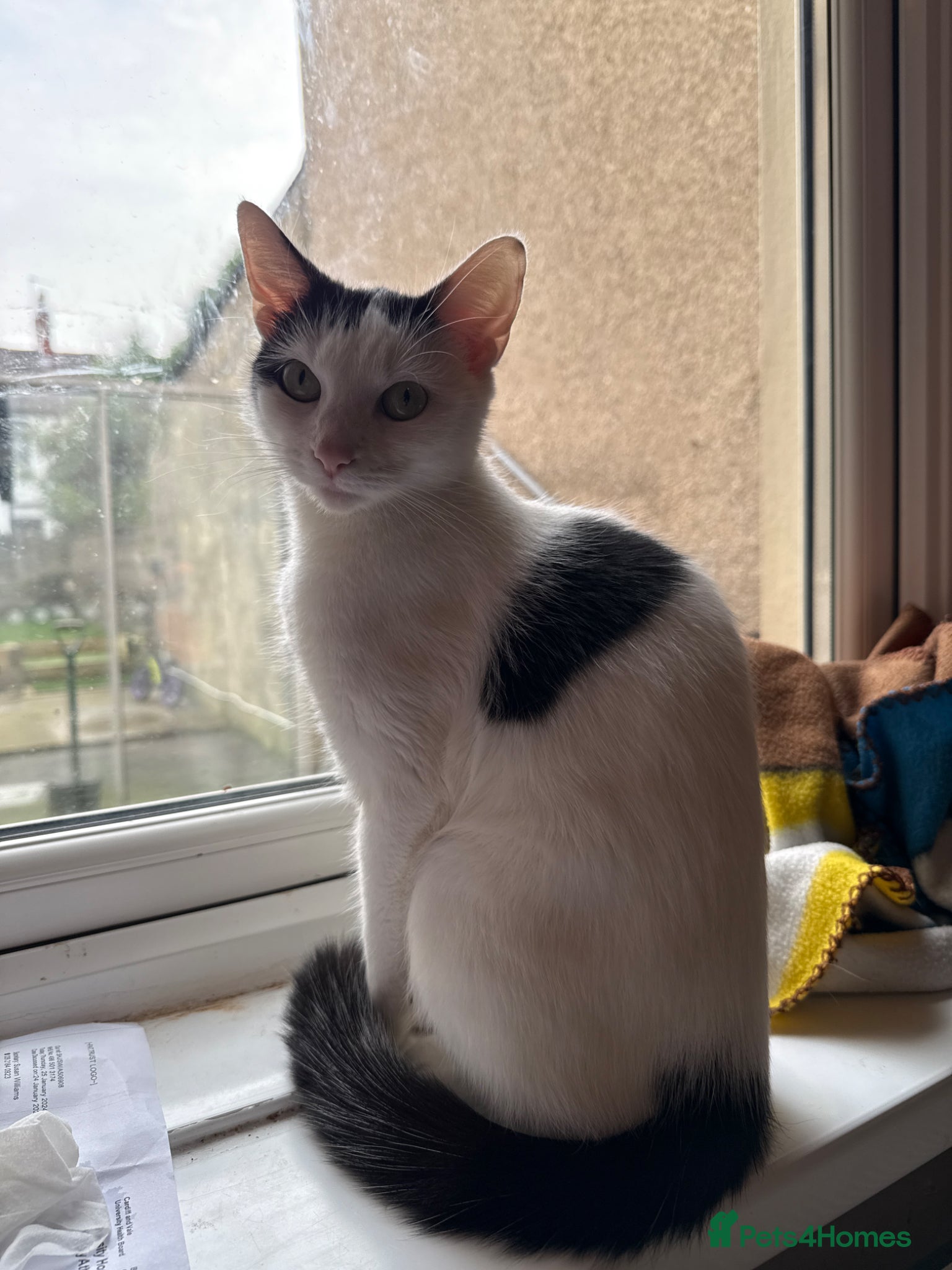 Mixed Breed cats 2 year old female  - Advert 2