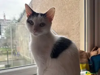 Mixed Breed cats 2 year old female - Advert 2