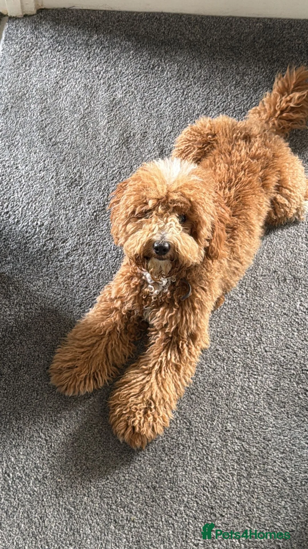 Cockapoo dogs for sale: 9 months old lovely male cockapoo - Advert 1