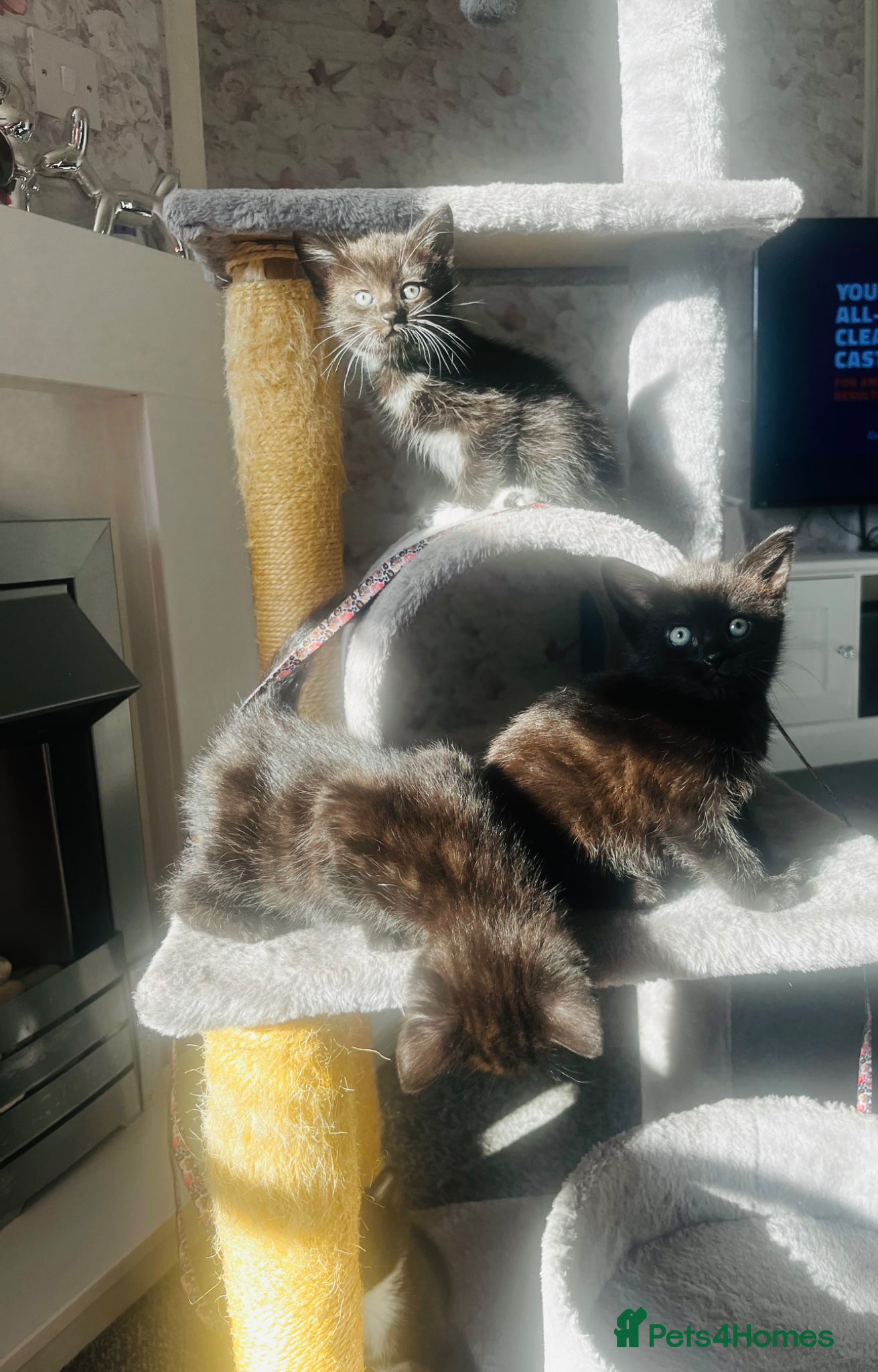 Mixed Breed cats Kittens half Russian blue ready now  - Advert 13