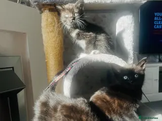 Mixed Breed cats Kittens half Russian blue ready now - Advert 11