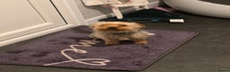 Yorkshire Terrier dogs for sale: Yorkshire terrier 8 months old girl - Advert 4