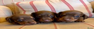 Miniature Dachshund 5
