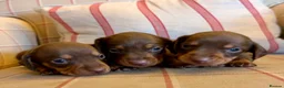 Miniature Dachshund dogs for sale: KC Reg Health Tested Miniature Daschaund  - Advert 14