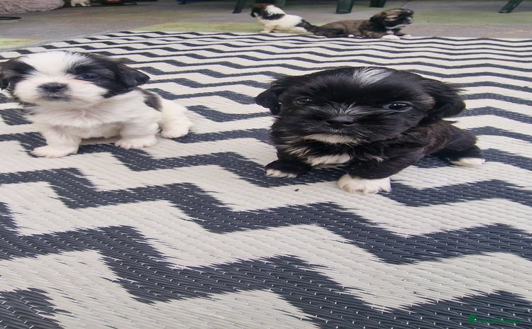 Shih Tzu dogs - Advert 3